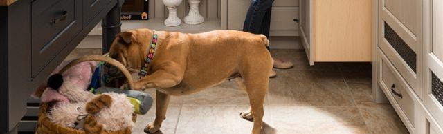 Kitchen Worthy Designer Pet Bowls