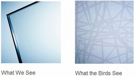 bird friendly glass