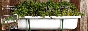 An herb bath washtub planter that is elevated for gardening - large image