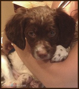 Pets in the Kitchen - designing for pets