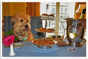 pets in the kitchen -kitchen design with your pets in mind