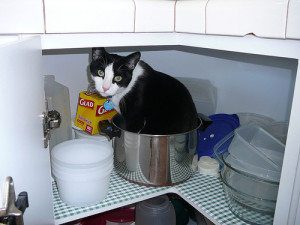 pets in the kitchen